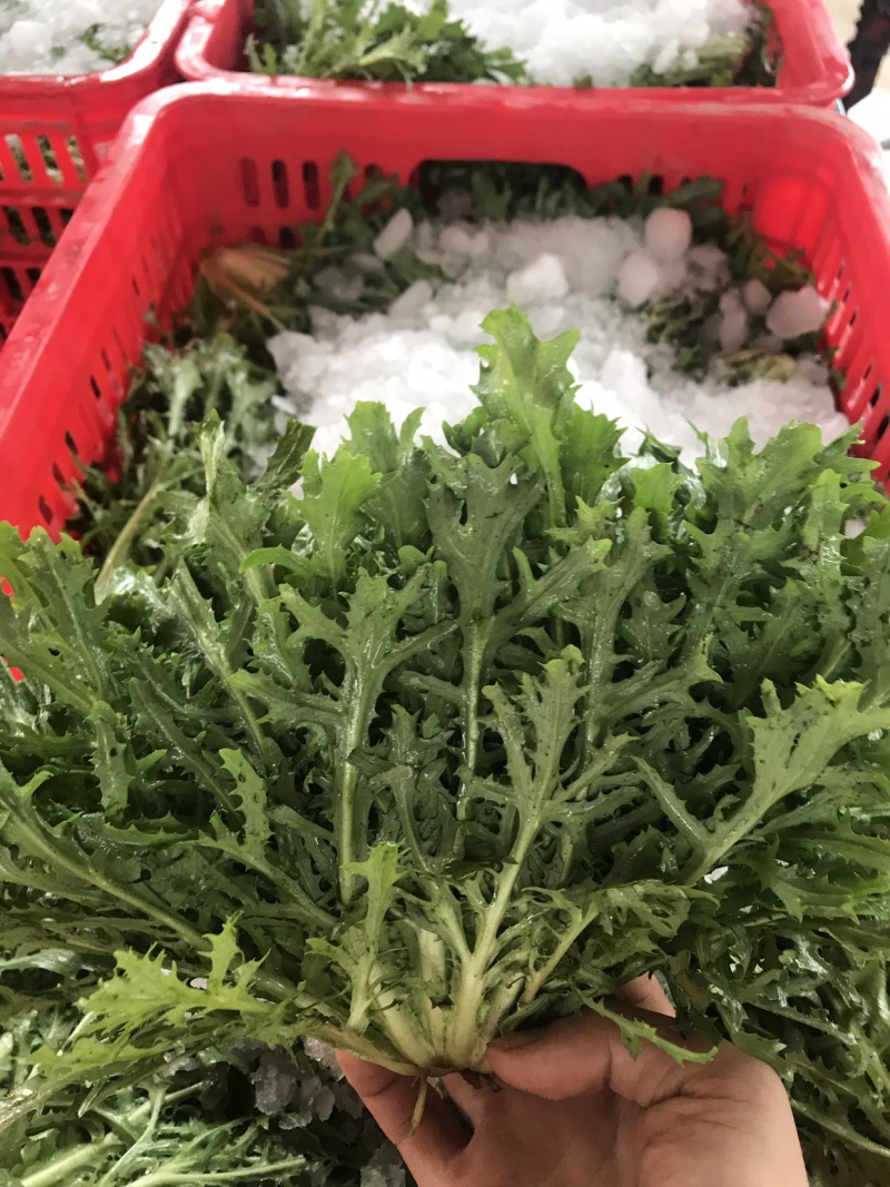 精品苦苣超市专供