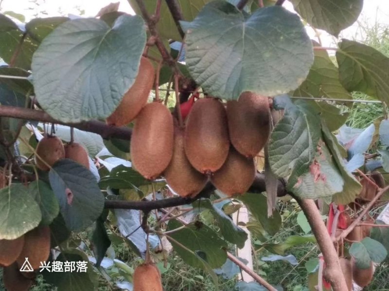 诚信大量供应猕猴桃60/150克中间