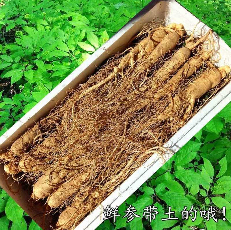 长白山鲜参林下参带土鲜人参煲汤泡酒营养品一元参活动