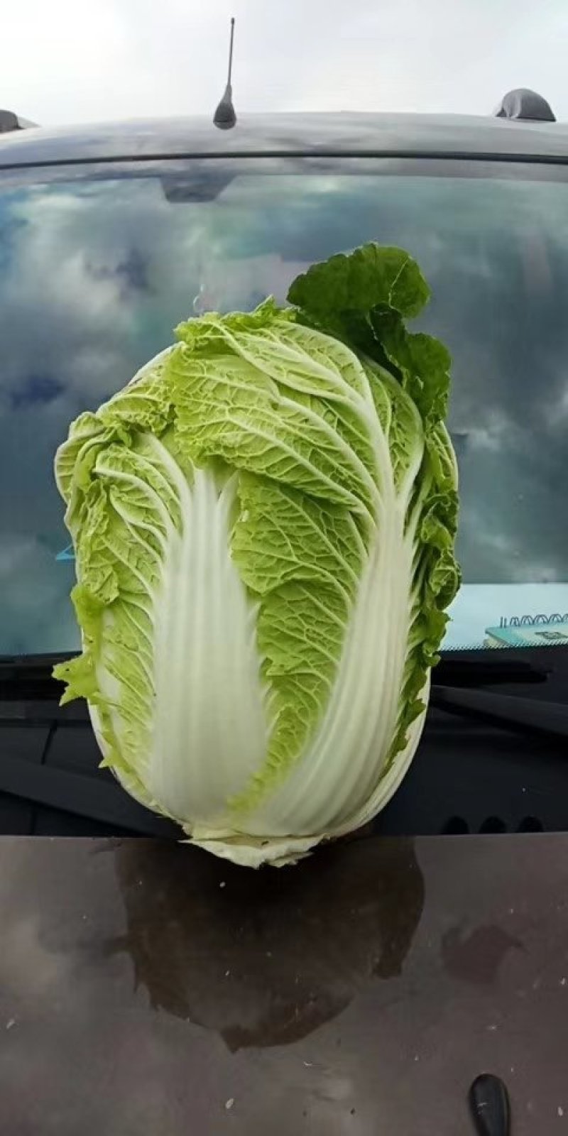 辽宁省凌海市黄心菜大量出售货源充足品质保证价格美丽