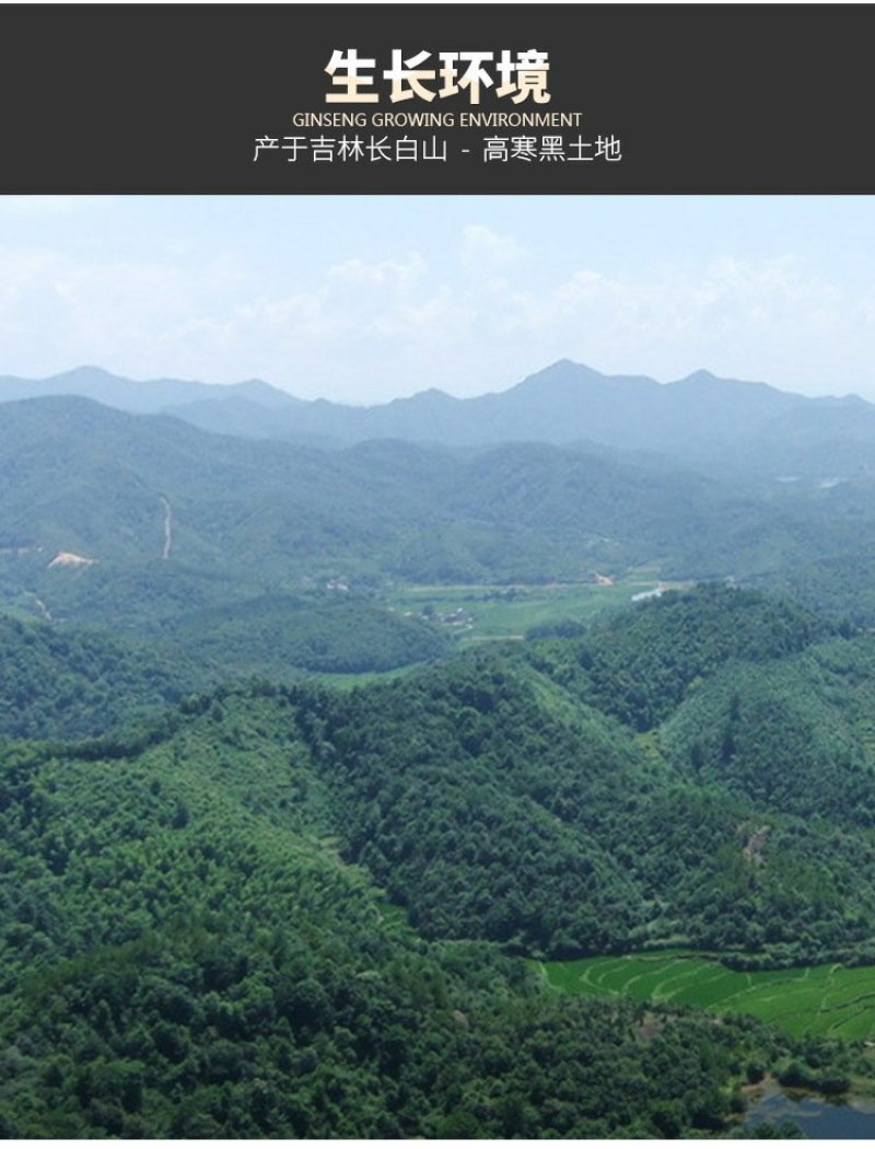 长白山鲜参林下参带土鲜人参煲汤泡酒营养品一元参活动