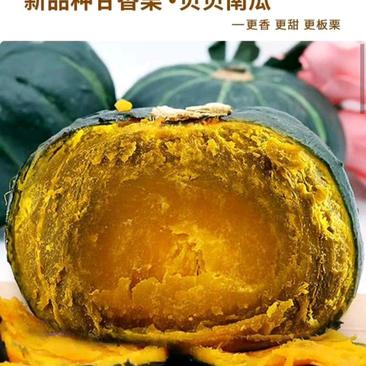 沙漠贝贝小南瓜粉糯香甜🎃一件代发！