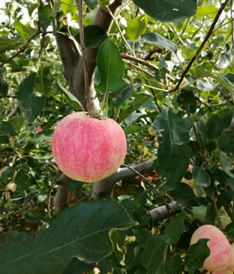 绥中珊莎苹果、散沙苹果主产区，70起步，优质货源实力代办