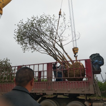 丛生乌桕树苗木，丛生乌桕树基地，河南省潢川县宏昌苗圃直销