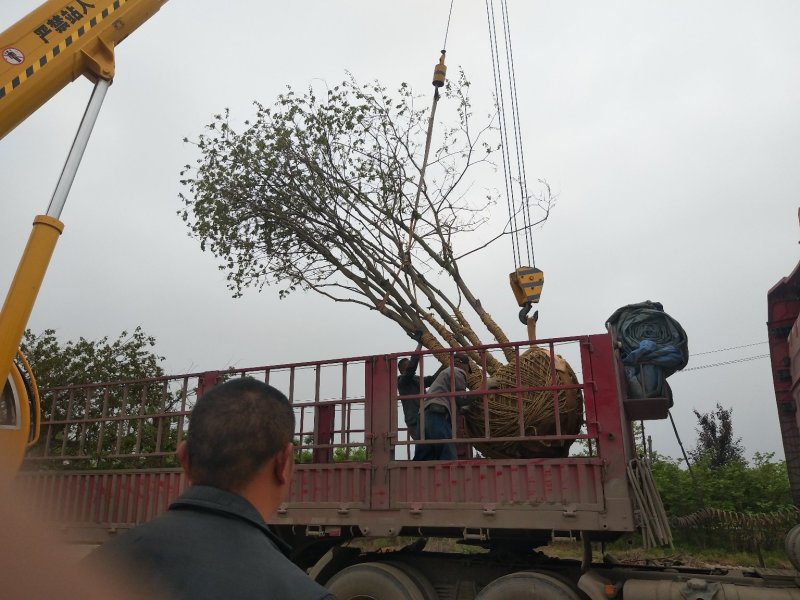 丛生乌桕树苗木，丛生乌桕树基地，河南省潢川县宏昌苗圃直销