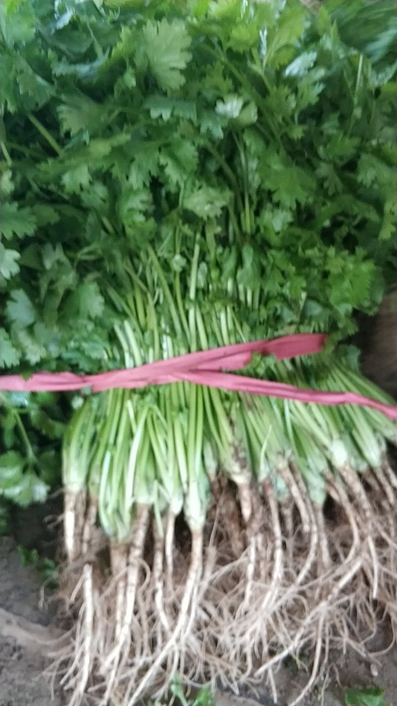 凌海香菜大量