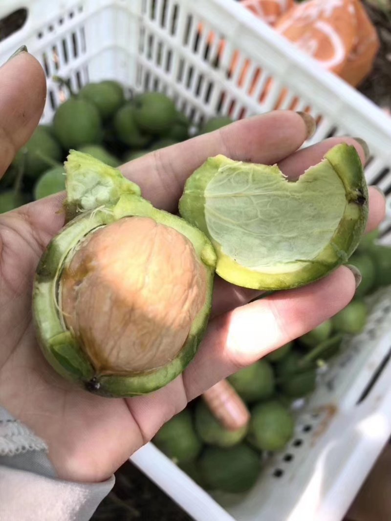 青皮核桃
