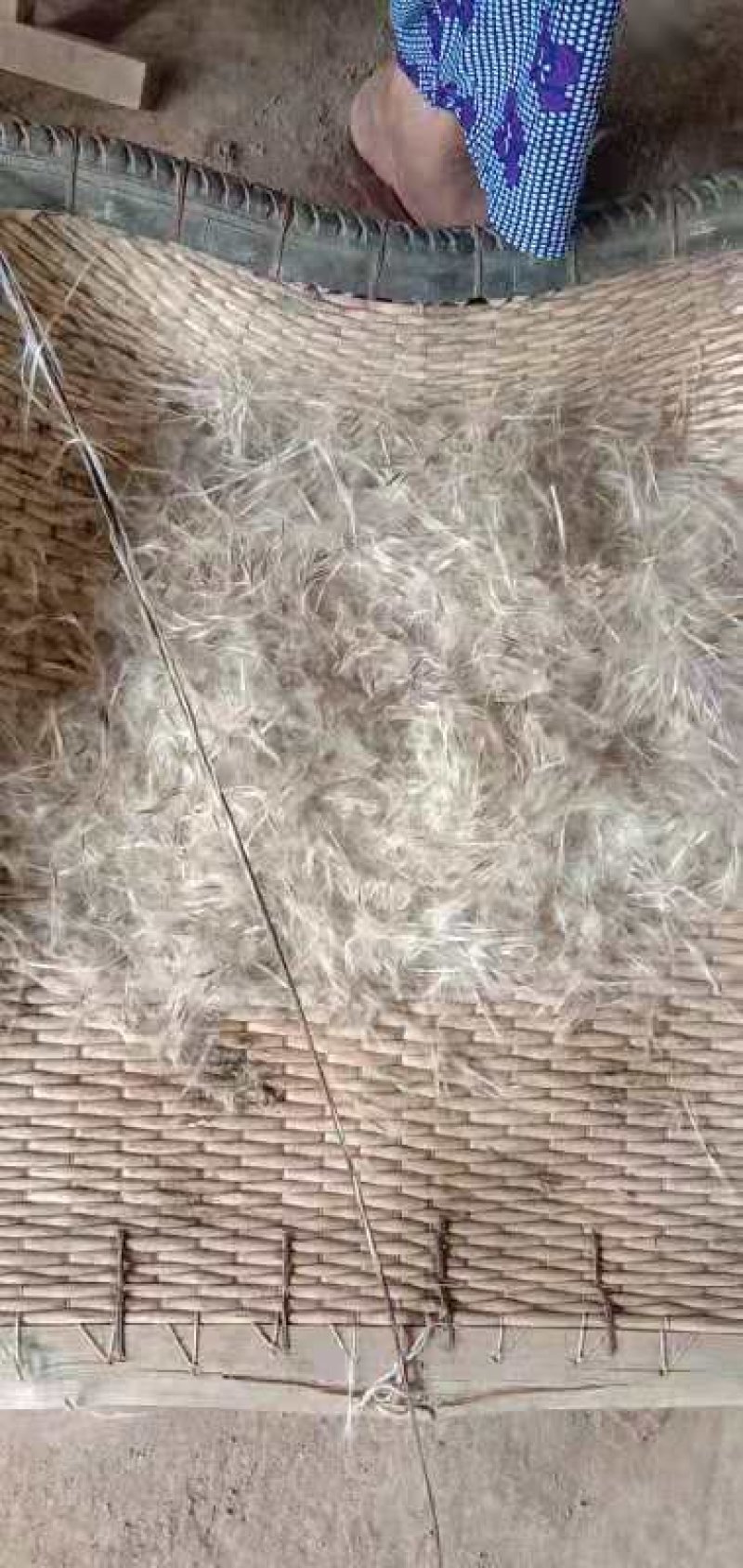 速生楸树种子，楸树种子价格