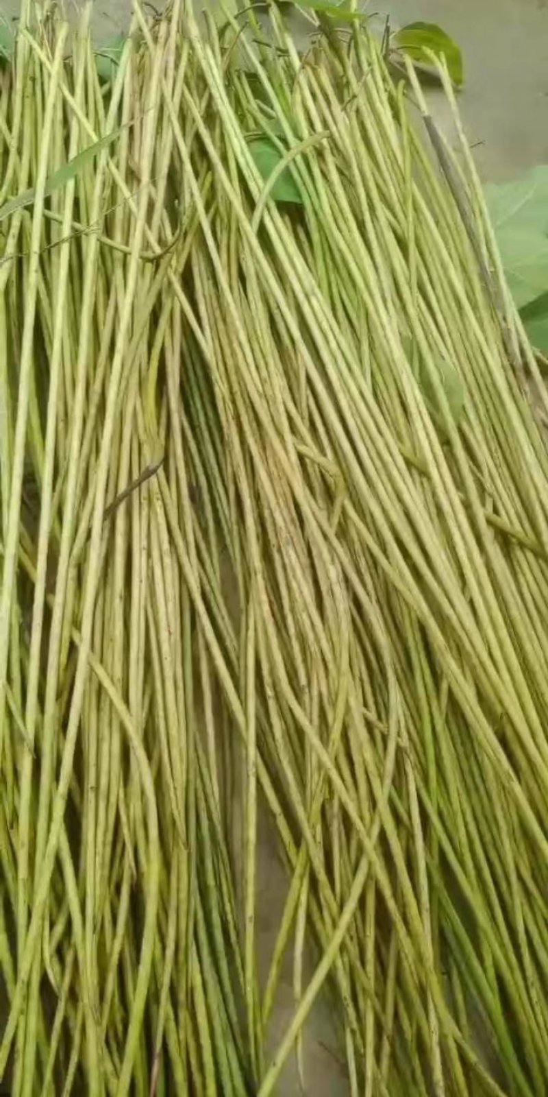 速生楸树种子，楸树种子价格