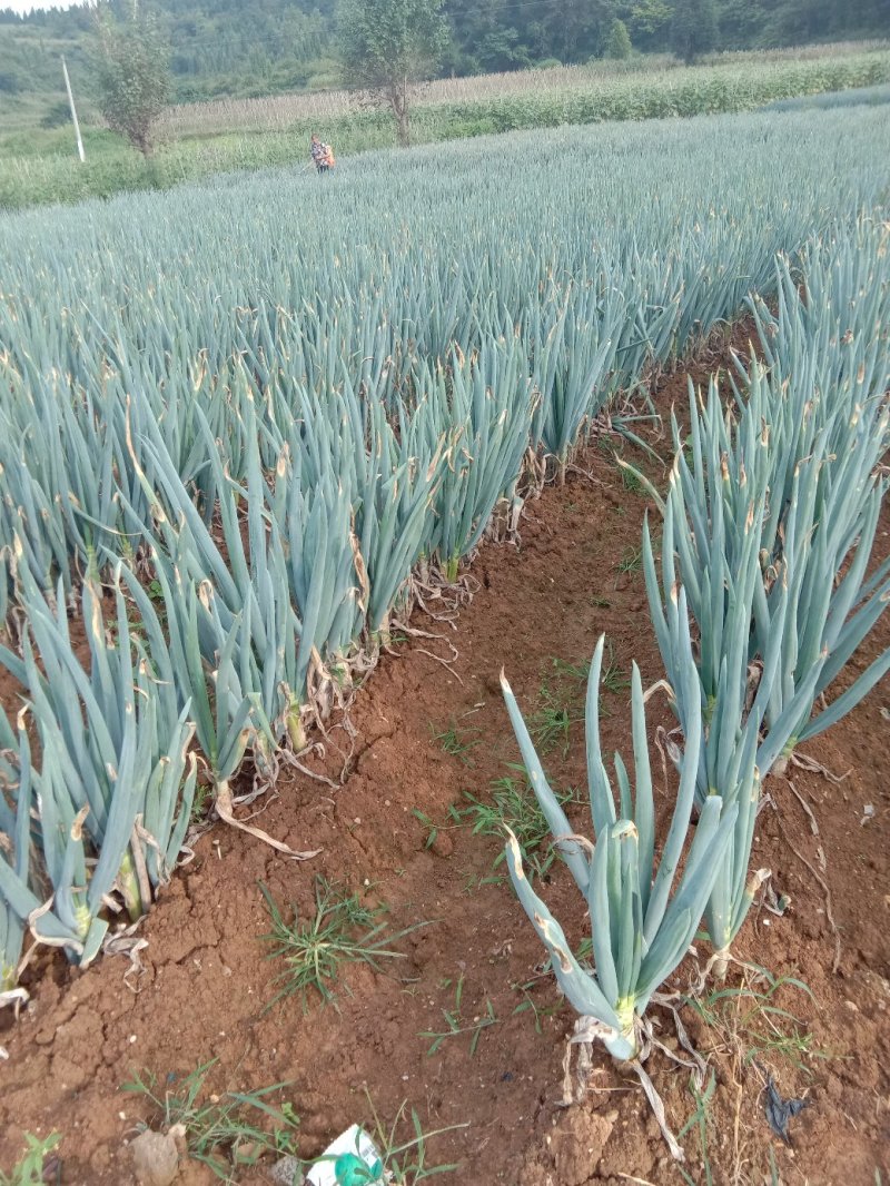 大葱，山地新鲜优质蔬菜口感佳。