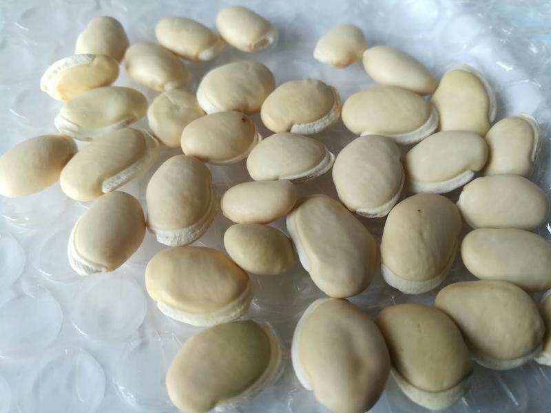 白扁豆优质白嘴豆新货一级5斤起批包邮干净无杂质