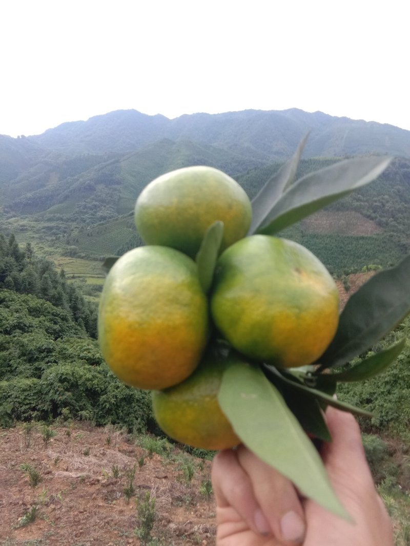云南蜜桔，特早蜜橘，产地直供，接一件代发，达人可对机制