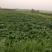 山东潍坊烟薯25上市了高岭沙土地种植蜜薯