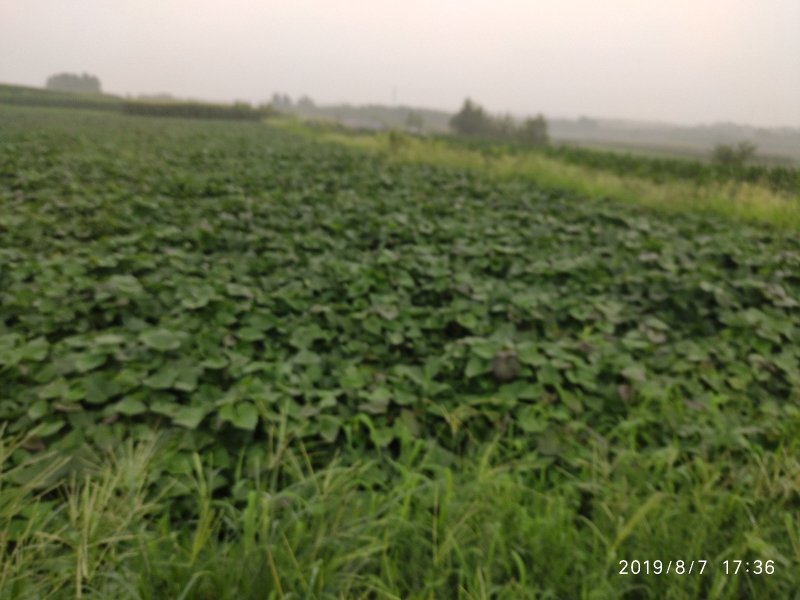 山东潍坊烟薯25上市了高岭沙土地种植蜜薯