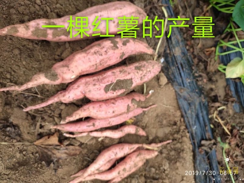 山东潍坊烟薯25上市了高岭沙土地种植蜜薯