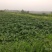 山东潍坊烟薯25上市了高岭沙土地种植蜜薯