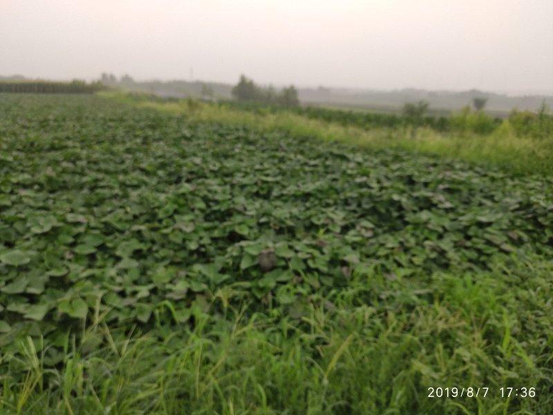 山东潍坊烟薯25上市了高岭沙土地种植蜜薯