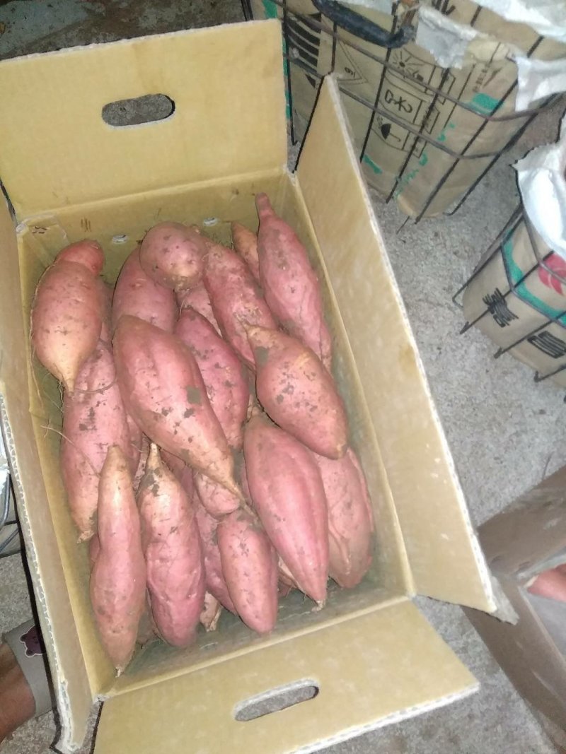 山东潍坊烟薯25上市了高岭沙土地种植蜜薯
