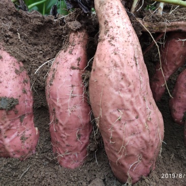山东潍坊烟薯25上市了高岭沙土地种植蜜薯