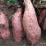 山东潍坊烟薯25上市了高岭沙土地种植蜜薯