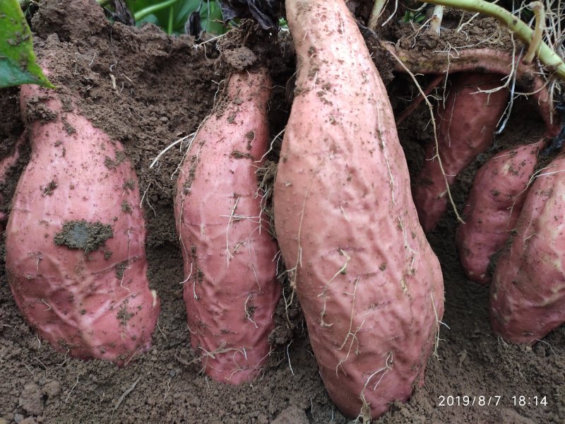 山东潍坊烟薯25上市了高岭沙土地种植蜜薯