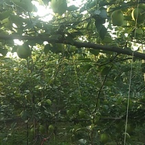 阳信早酥梨欢迎客户洽谈