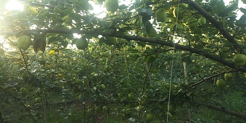 阳信早酥梨欢迎客户洽谈
