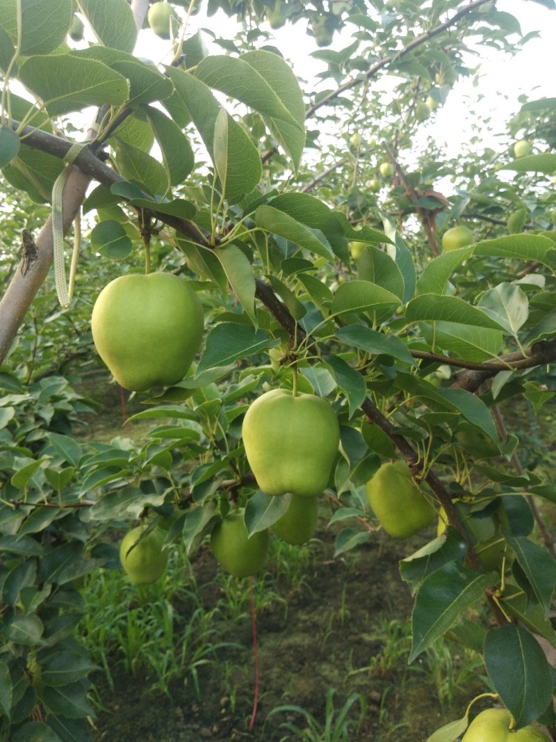 阳信早酥梨欢迎客户洽谈