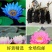 睡莲苗沾水急活【速生生长速度开花快】成活率高