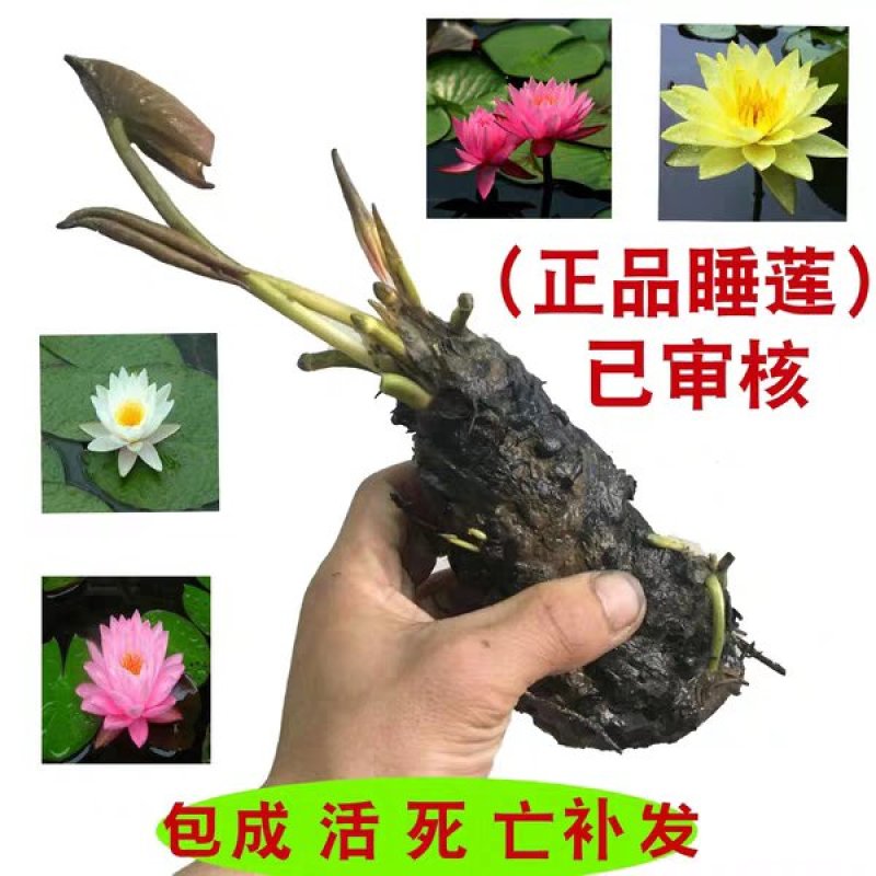 睡莲苗沾水急活【速生生长速度开花快】成活率高