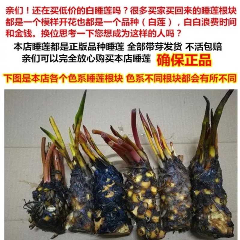 睡莲苗沾水急活【速生生长速度开花快】成活率高