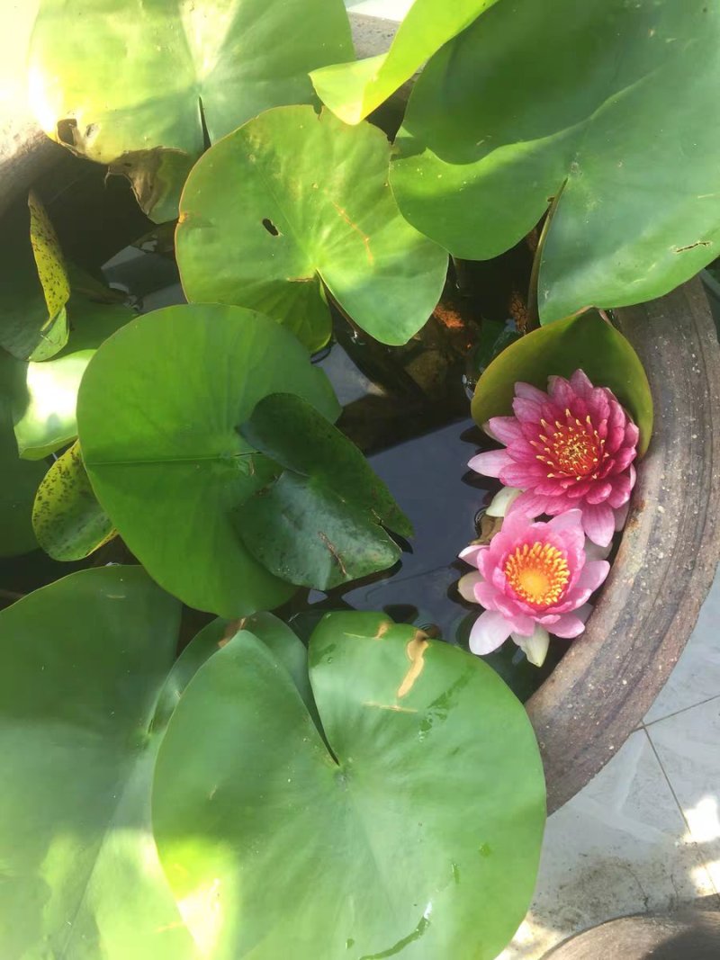 睡莲苗沾水急活【速生生长速度开花快】成活率高