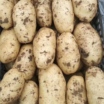 小范助农.荷兰十五土豆.精品货源，产地充足.本地价格，