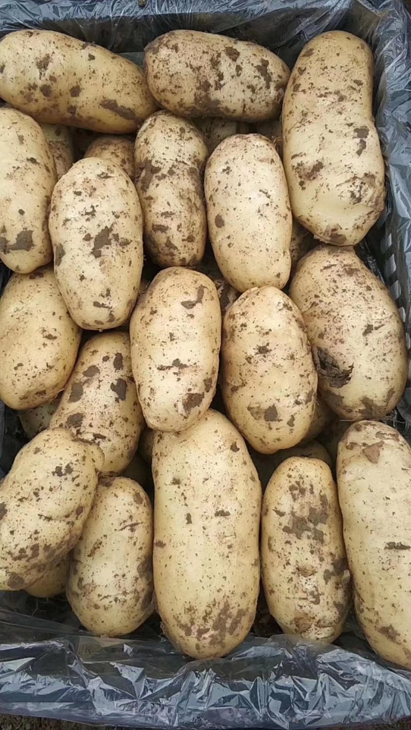 小范助农.荷兰十五土豆.精品货源，产地充足.本地价格，