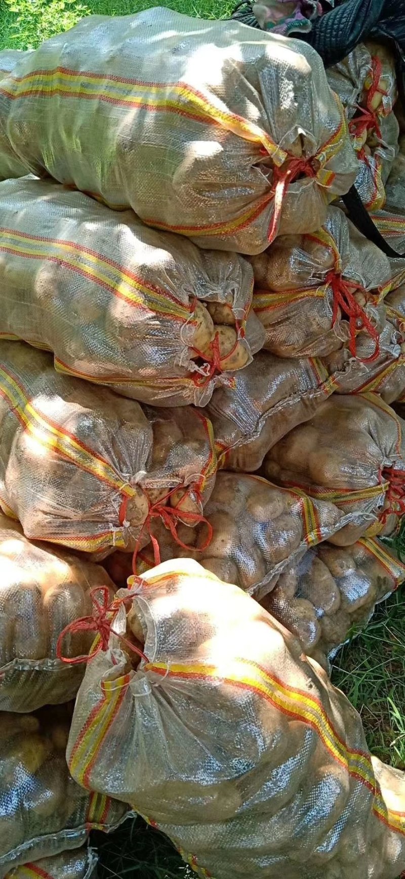 小范助农.荷兰十五土豆.精品货源，产地充足.本地价格，