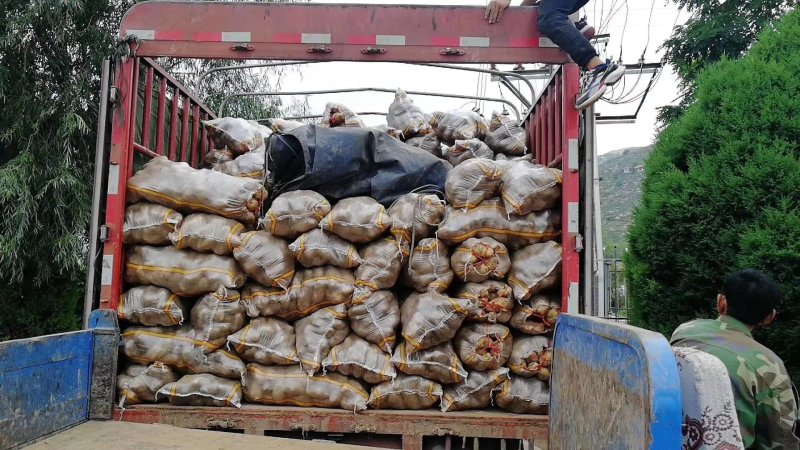 小范助农.荷兰十五土豆.精品货源，产地充足.本地价格，