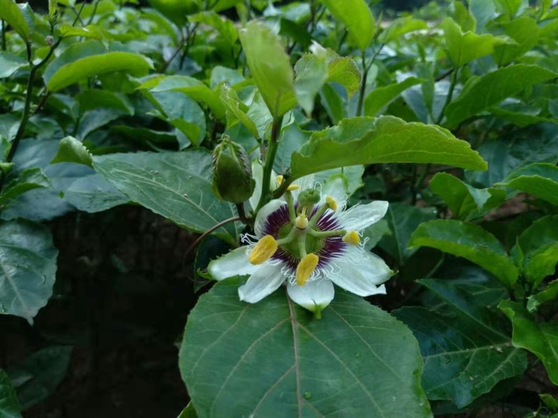 黄金芭乐味百香嫁接苗，带营养杯带叶发货，需要的朋友联系我