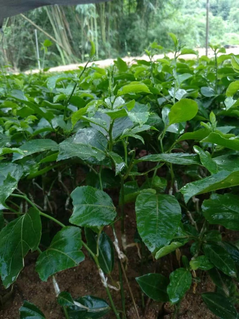 黄金芭乐味百香嫁接苗，带营养杯带叶发货，需要的朋友联系我