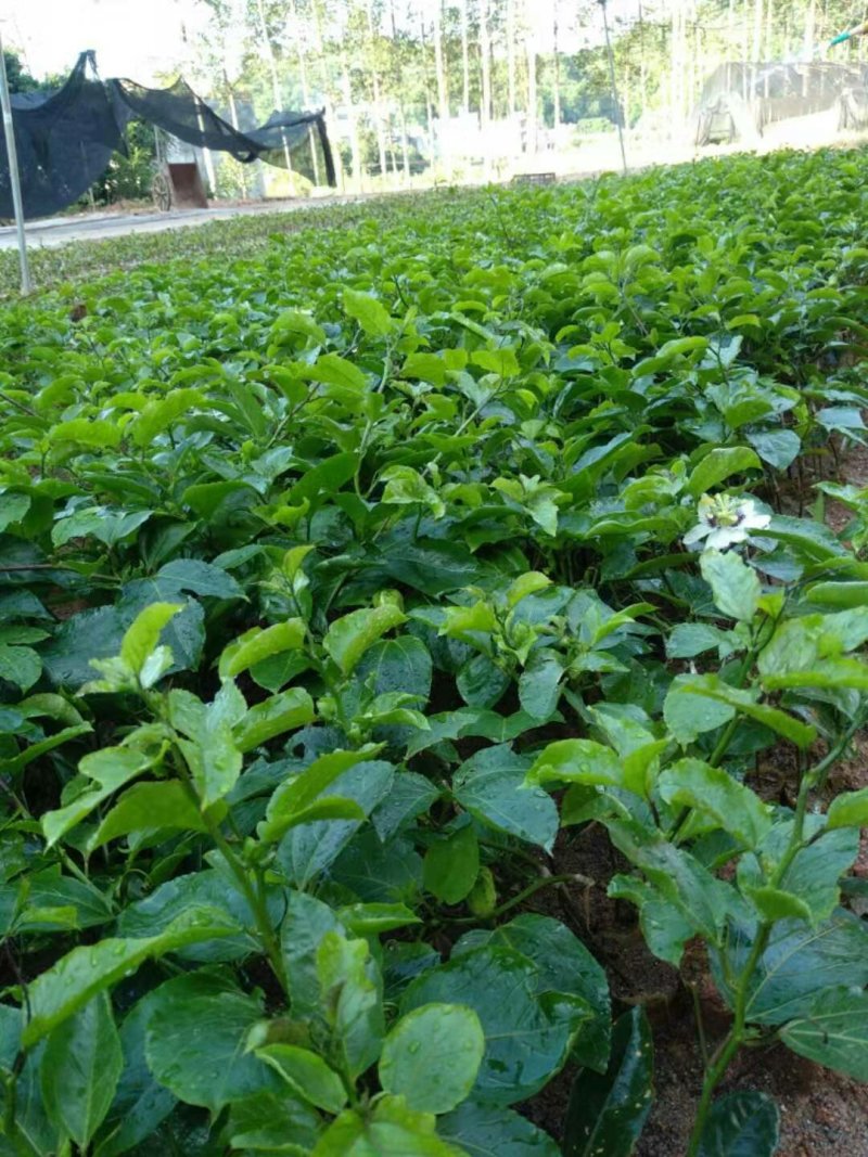 黄金芭乐味百香嫁接苗，带营养杯带叶发货，需要的朋友联系我