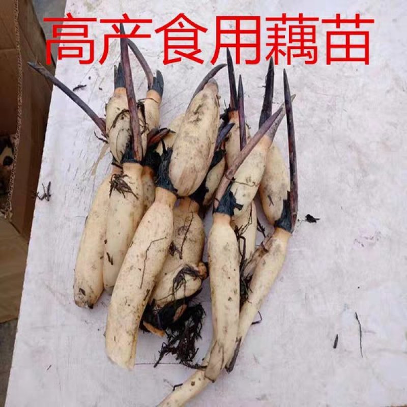 莲藕种苗产量高莲藕苗成活高【速生生长速度快】