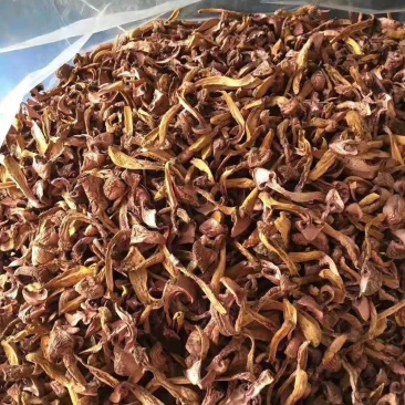 红蘑，松树伞，用的联系