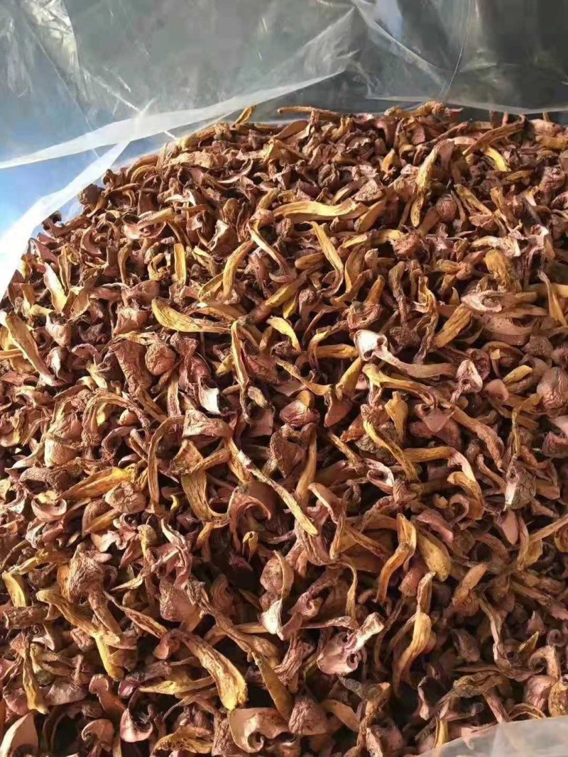 红蘑，松树伞，用的联系