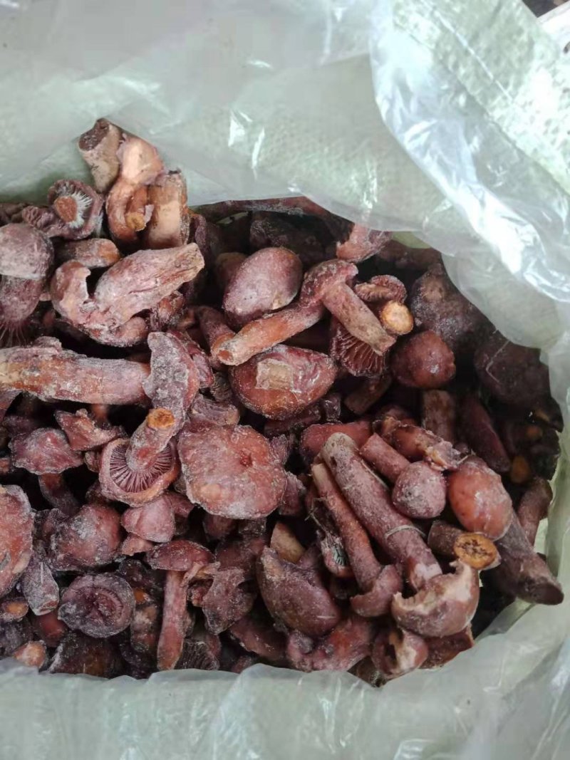 红蘑，松树伞，用的联系