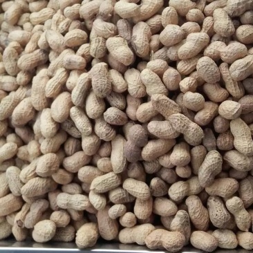 【花生】新鲜花生干花生均货大白鲨罗汉果系列