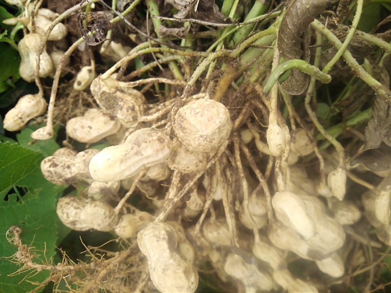 【花生】新鲜花生干花生均货大白鲨罗汉果系列