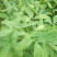 【花生】新鲜花生干花生均货大白鲨罗汉果系列