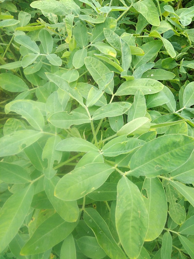 【花生】新鲜花生干花生均货大白鲨罗汉果系列