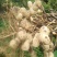 【花生】新鲜花生干花生均货大白鲨罗汉果系列