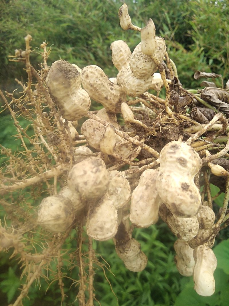 【花生】新鲜花生干花生均货大白鲨罗汉果系列