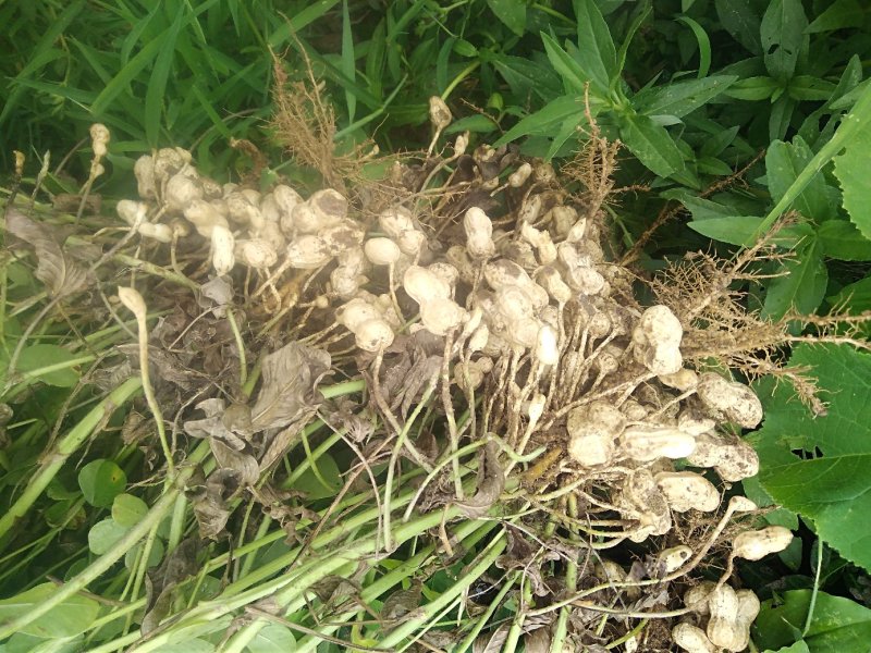【花生】新鲜花生干花生均货大白鲨罗汉果系列